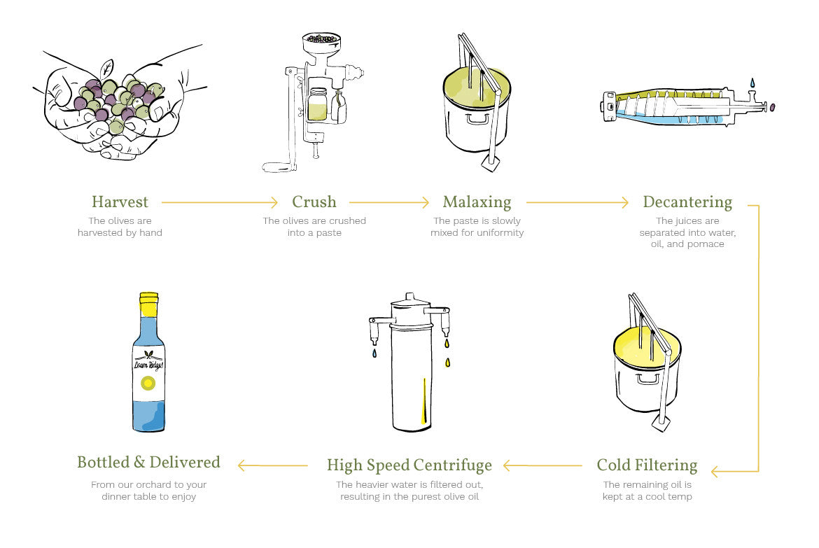 How Our Olive Oil is Made